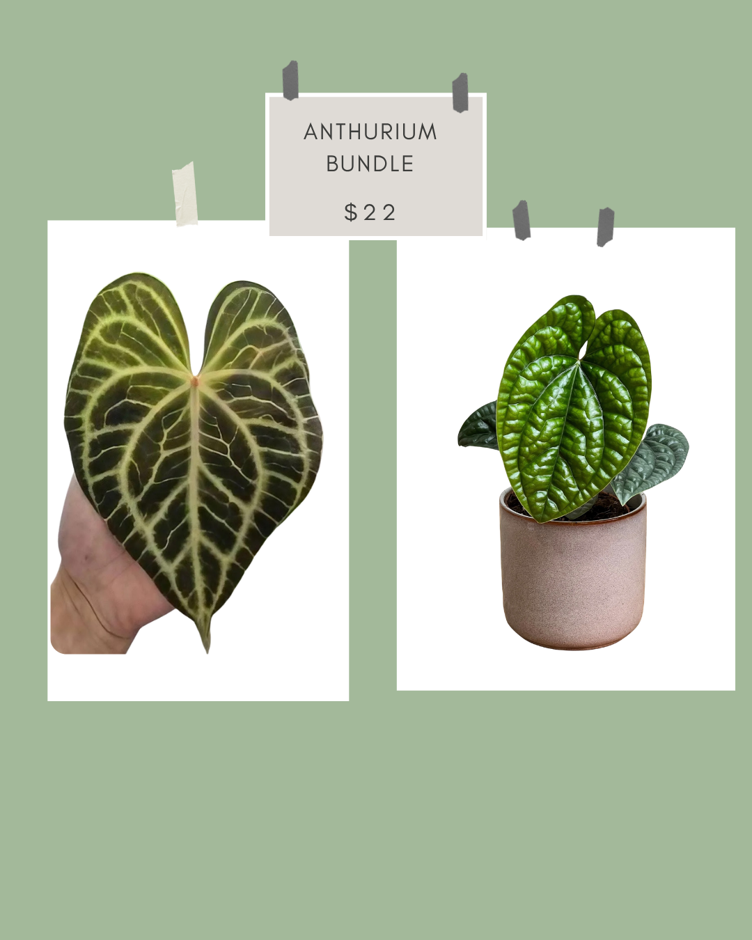 Anthurium Bundle Tissue Culture