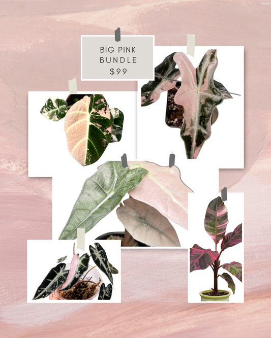 Big Pink Bundle Tissue Culture