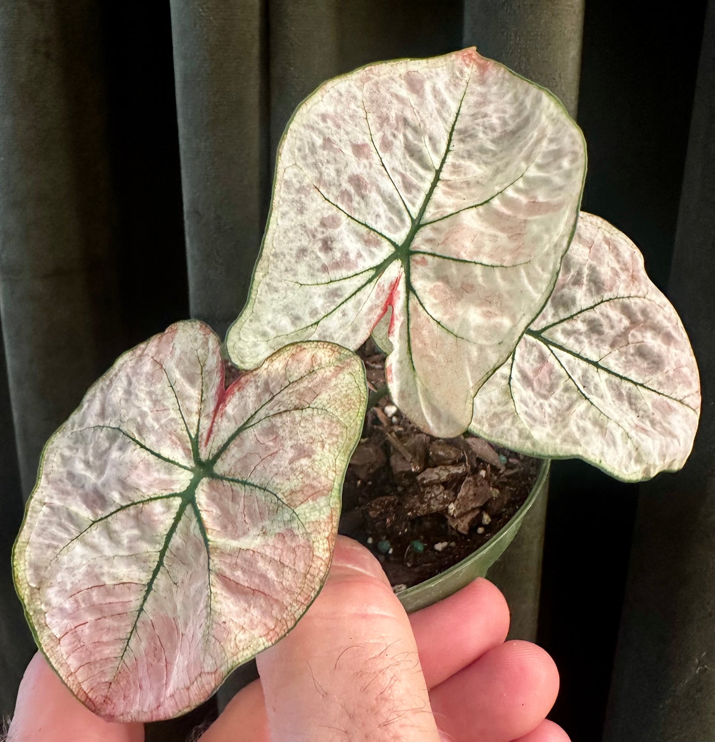 Caladium Bicolor Snow