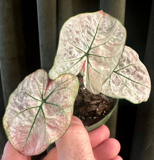 Caladium Bicolor Snow