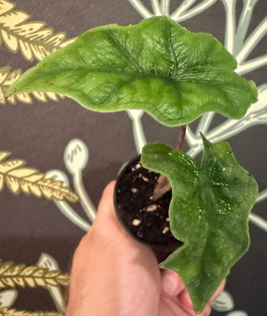 Alocasia Jacklyn