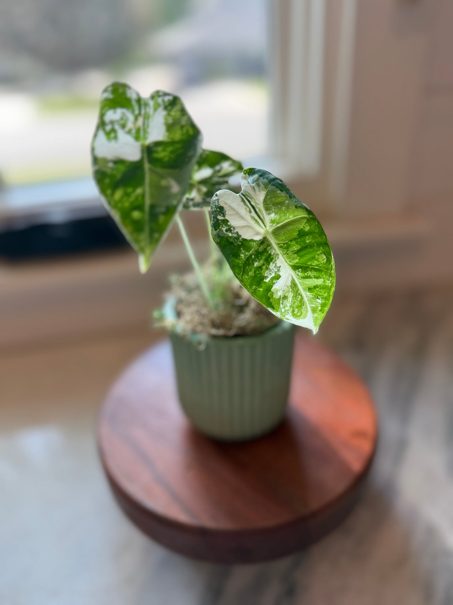 Alocasia Frydek Variegated
