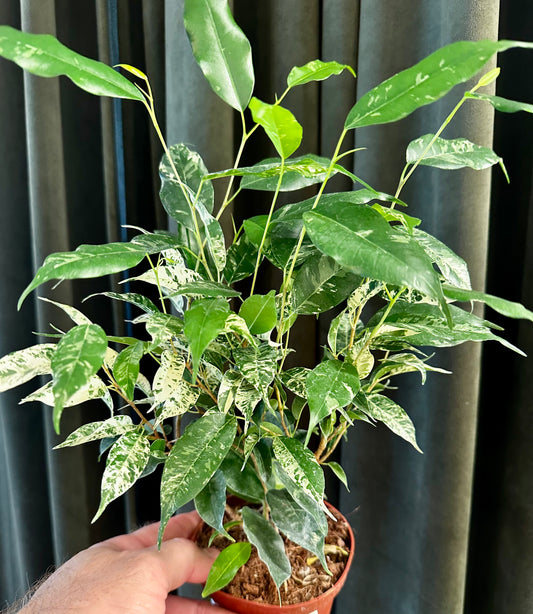 Ficus Eldorado