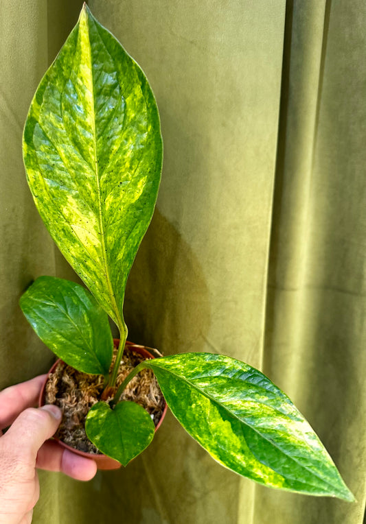 Anthurium Jenmanii Variegated