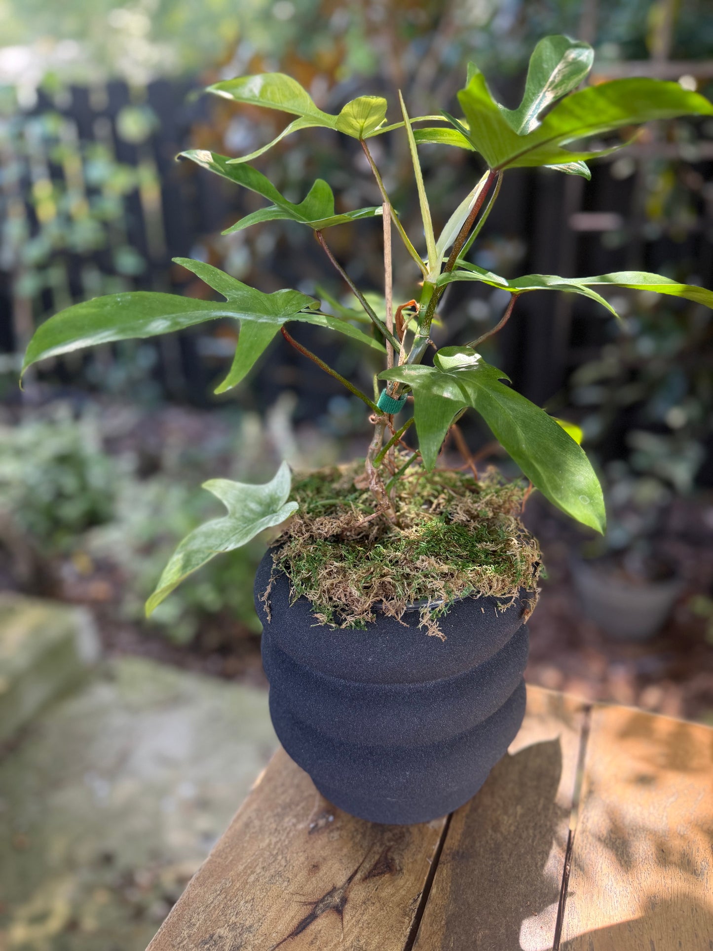 Philodendron Florida Ghost