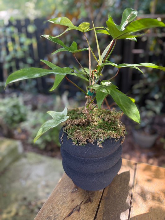 Philodendron Florida Ghost