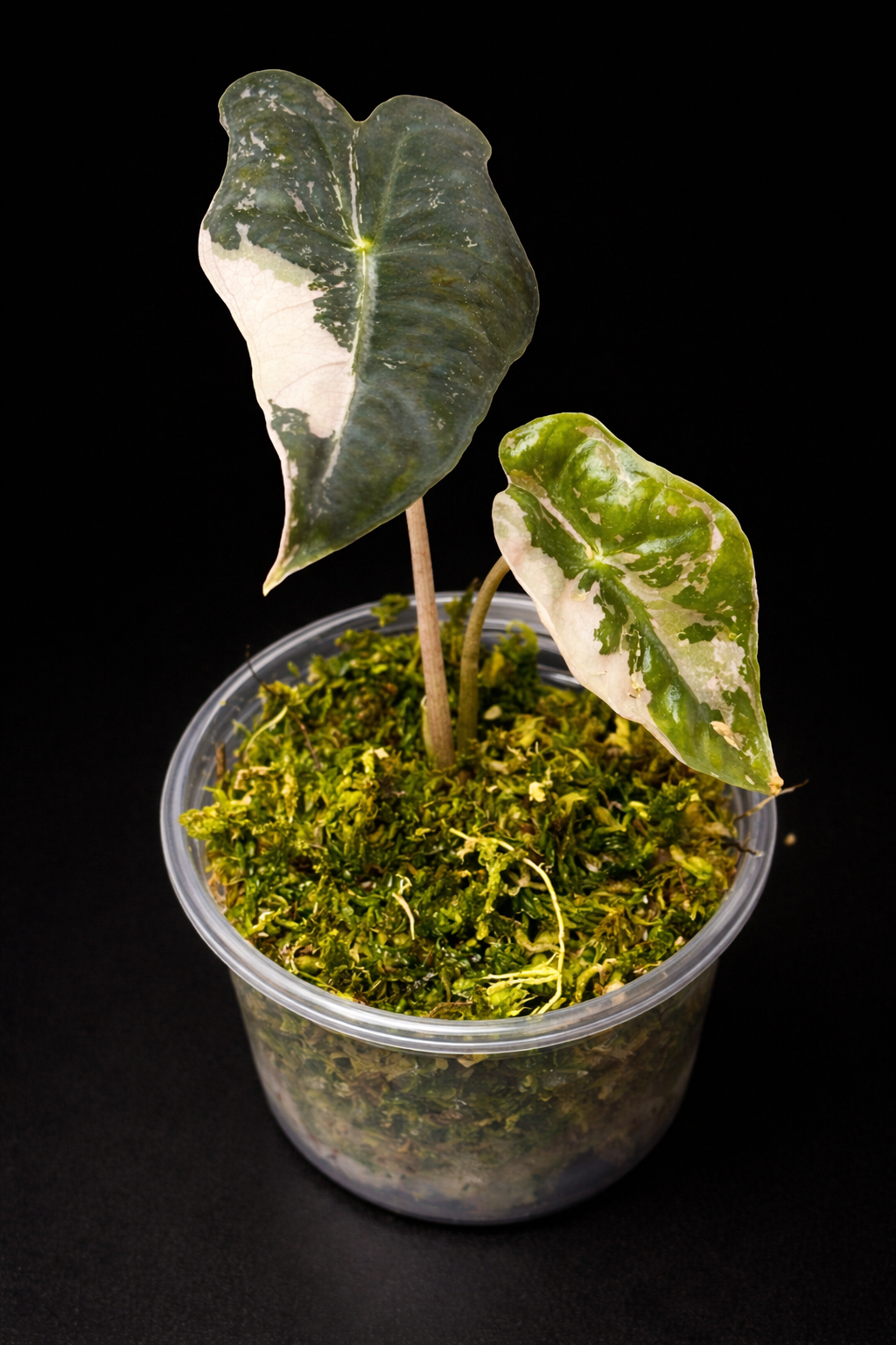 Alocasia Pink Nobilis