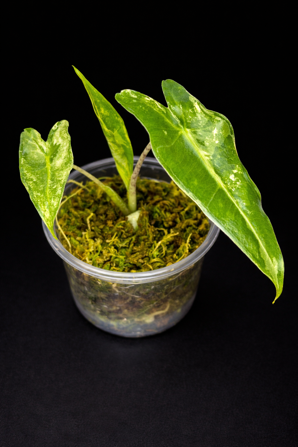 Alocasia Sarian Albo