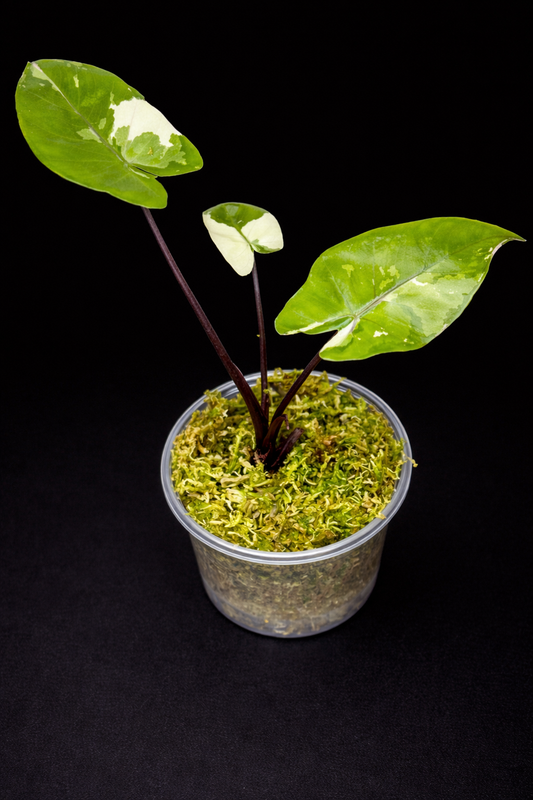 Alocasia Black Stem Albo