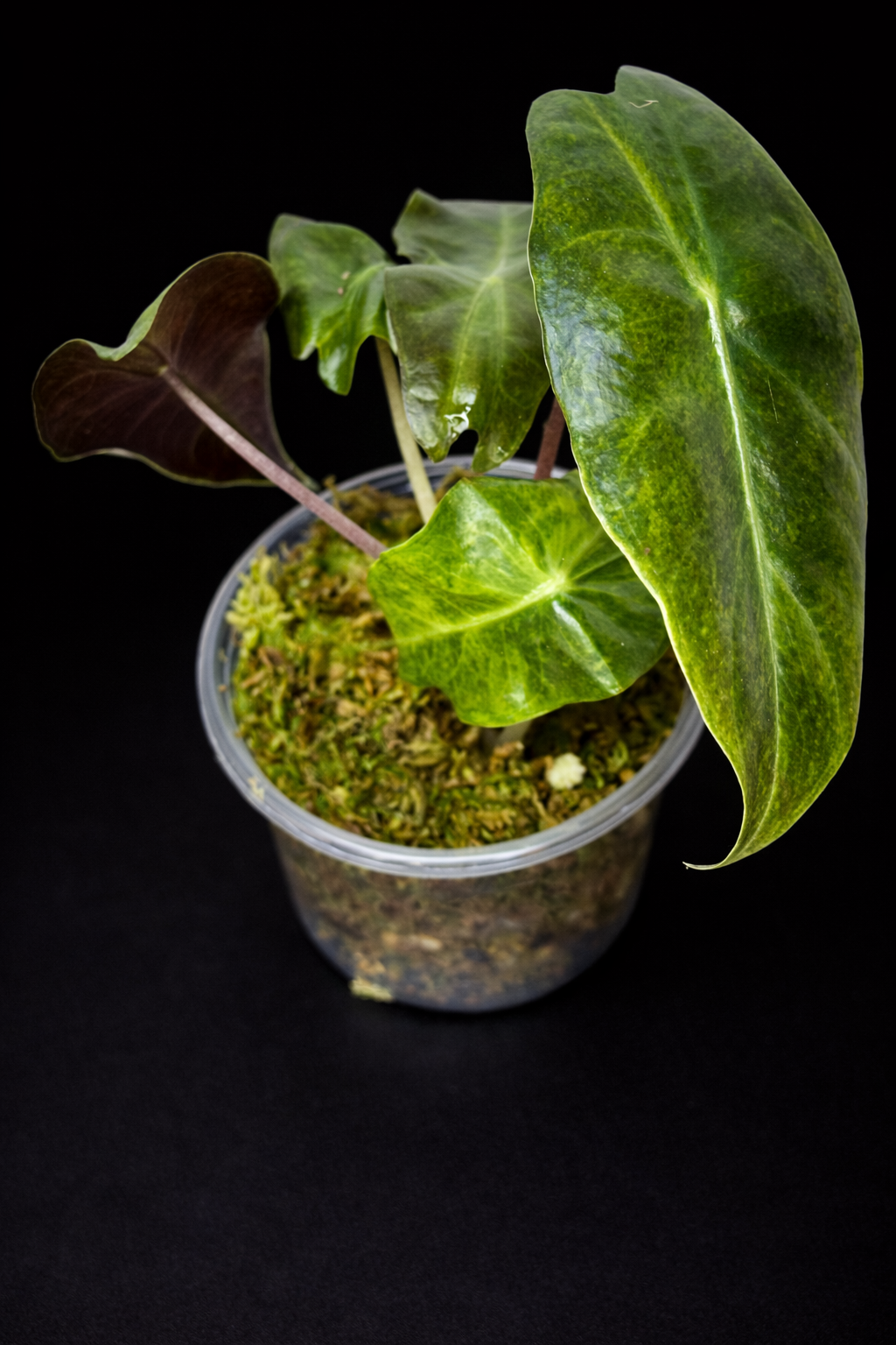 Alocasia Nairobi Nights Aurea