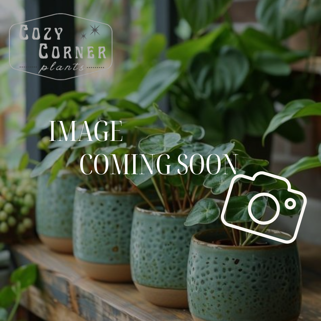 Fiddle Fig Variegated