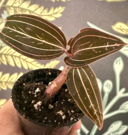 Jewel Orchid Ludisia Discolor