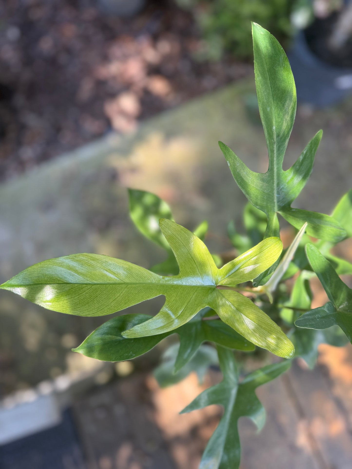 Philodendron Florida Ghost