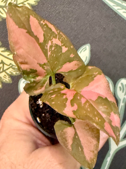 Syngonium Pink Splash