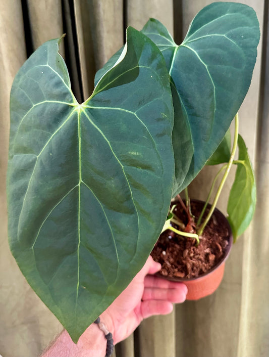 Anthurium Red Crystal x Crystallinum