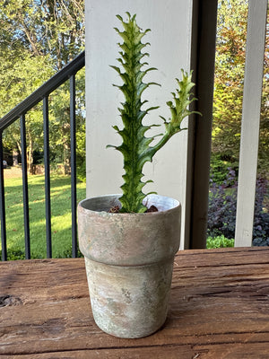 Euphorbia Trigona 'Mint Creme'