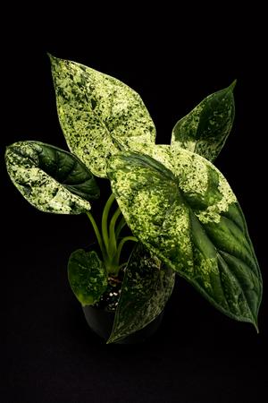 Alocasia Dragon Scale Mint