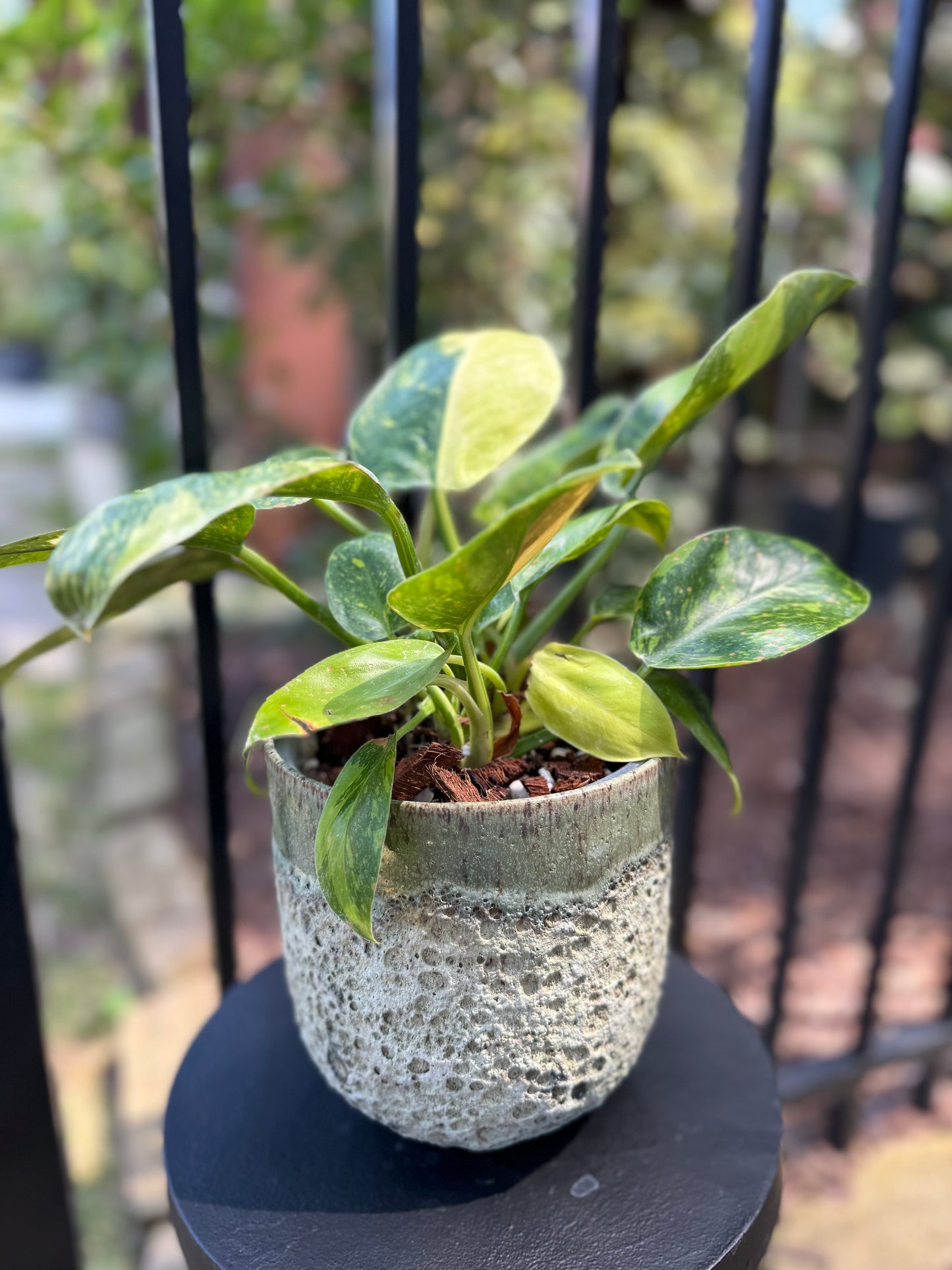 Philodendron Green Congo Nuclear