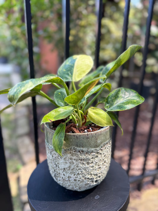 Philodendron Green Congo Nuclear