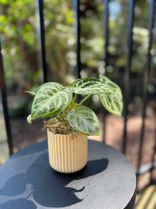 Anthurium Dorayaki X Silver Blush