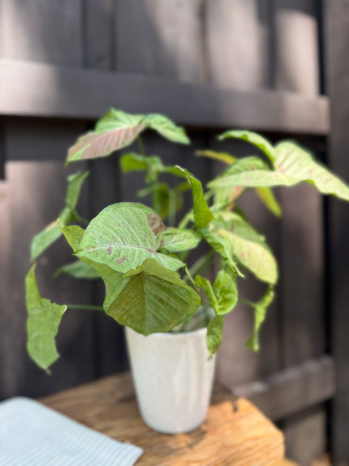 Syngonium Milk Confetti