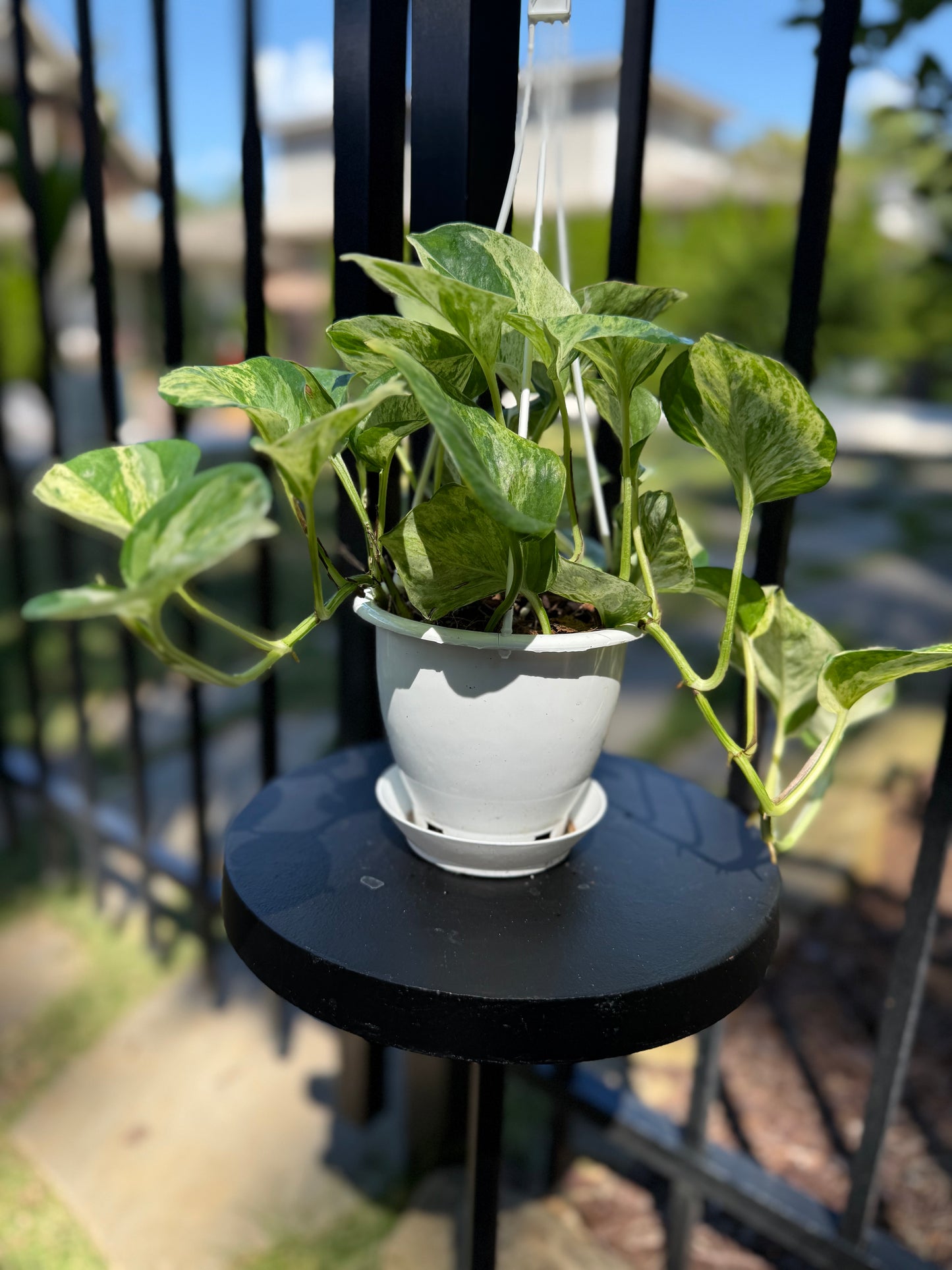 Pothos Manjula