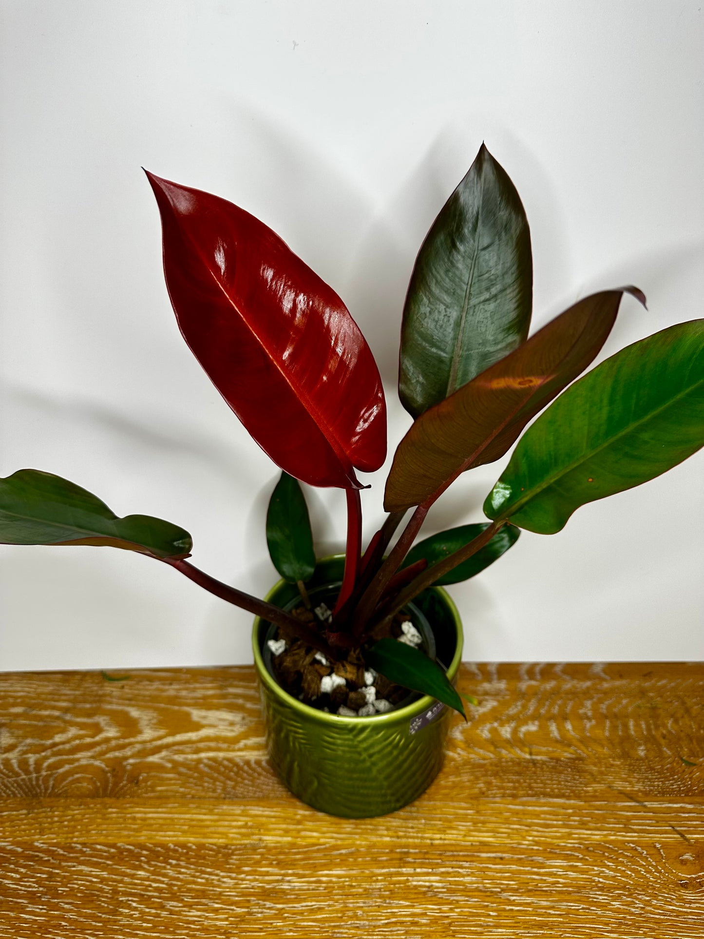 Philodendron Red Sun
