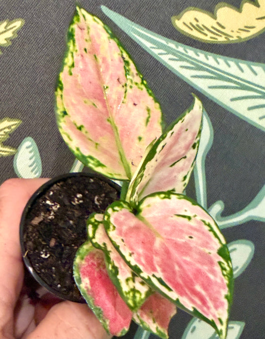 Aglaonema Lucky Red