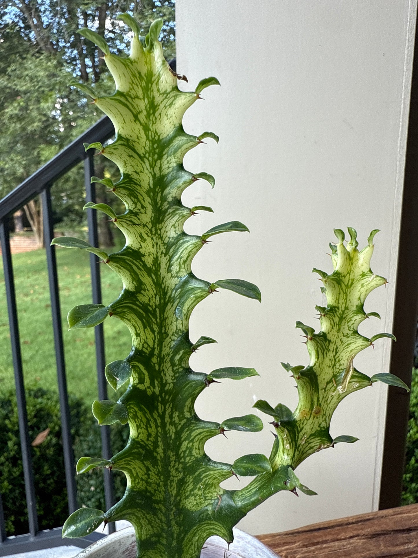 Euphorbia Trigona 'Mint Creme'