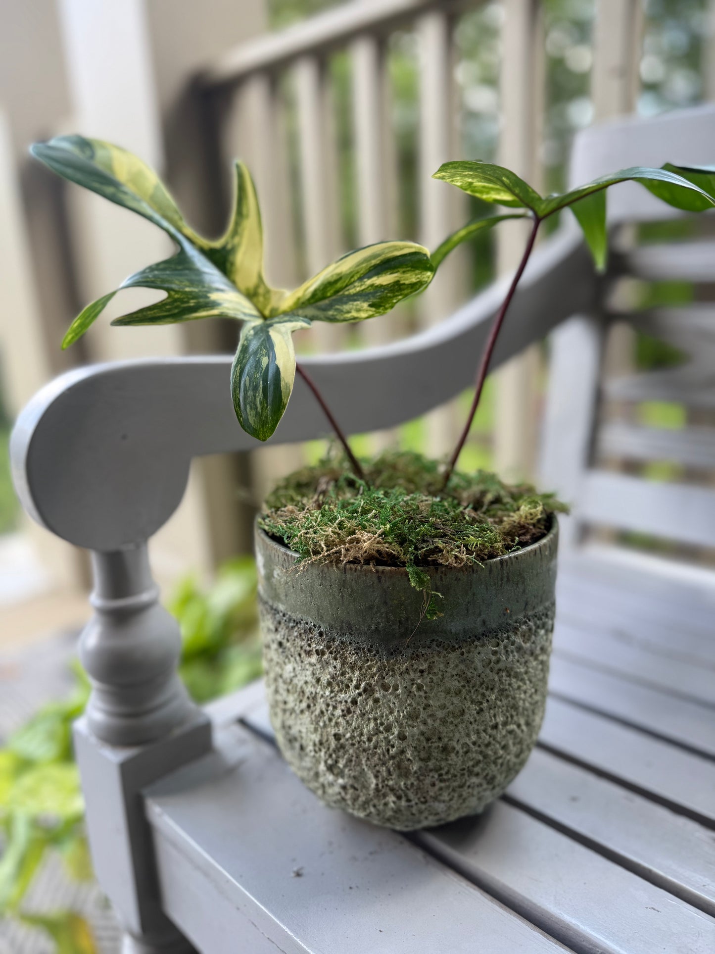 Philodendron Florida Beauty