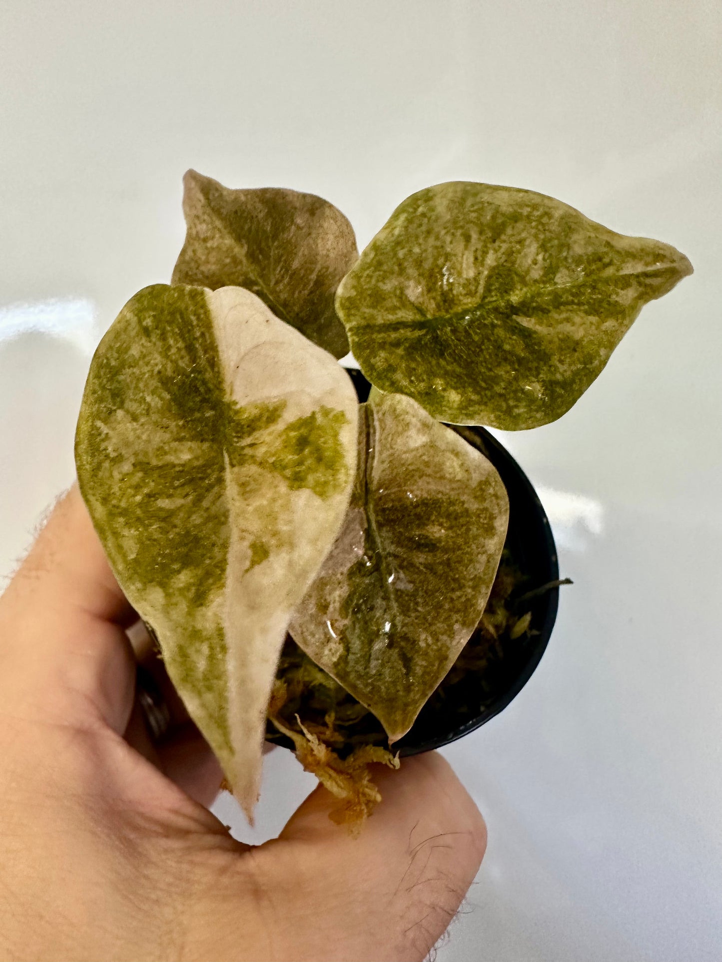 Alocasia Cuprea Pink Mint