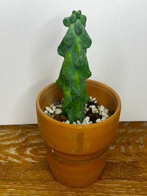 Myrtillocactus geometrizans f. cristata — “Boobie Cactus” in Terracota Pot