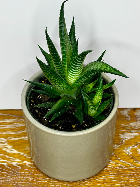 Haworthia Limifolia