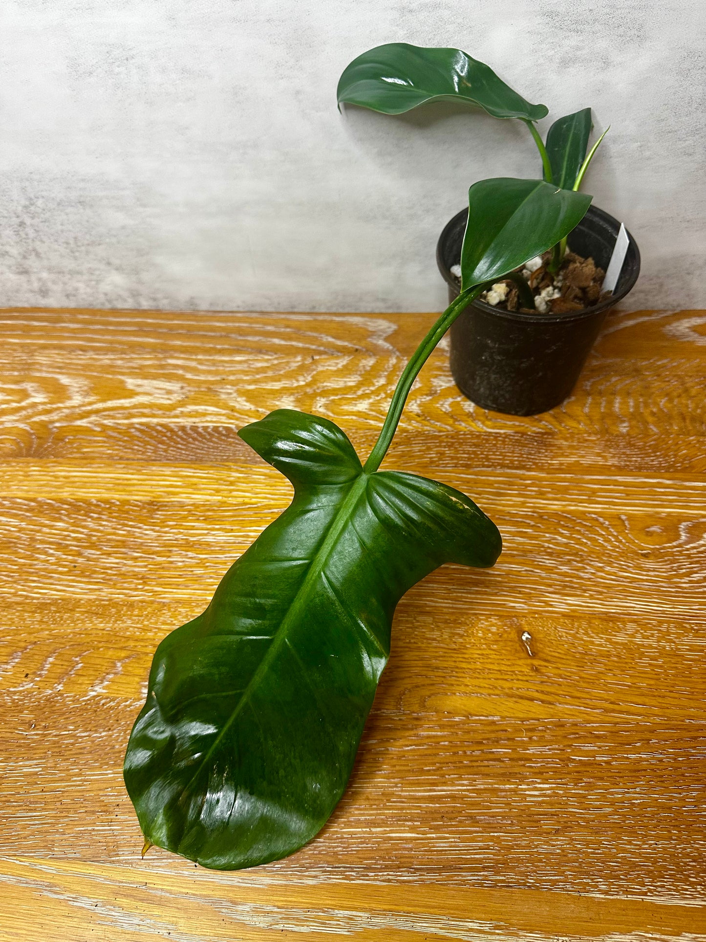 Philodendron Green Congo x Squam Reverted