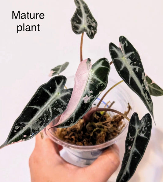 Alocasia Bambino Pink Tissue Culture
