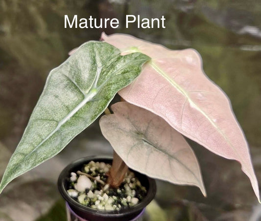 Alocasia Polly Mint Pink Tissue Culture Plant