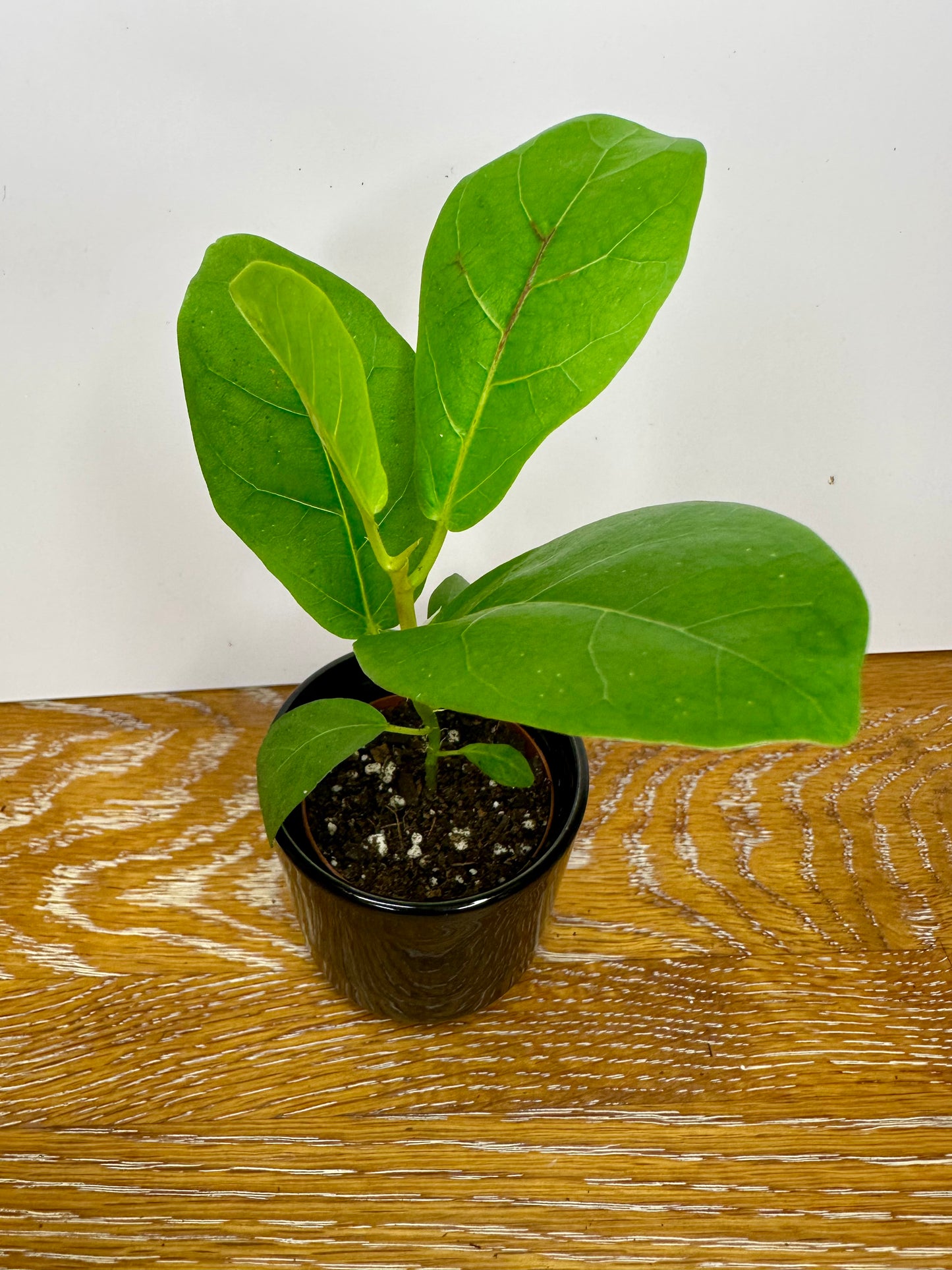Ficus Bambino Lyrata (Dwarf Fiddle Leaf Fig)