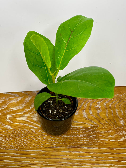 Ficus Bambino Lyrata (Dwarf Fiddle Leaf Fig)
