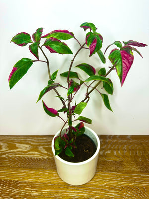 Alternanthera 'Party Time