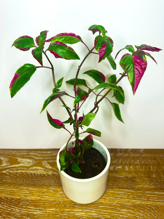 Alternanthera 'Party Time