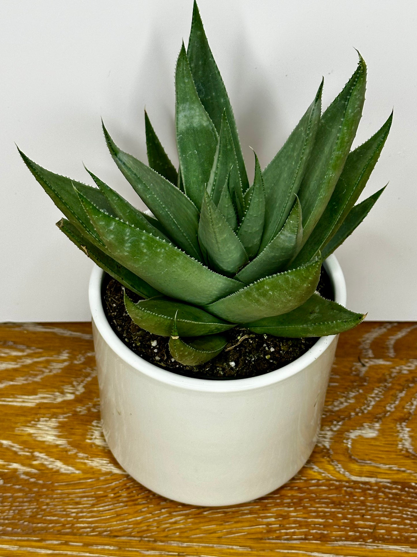 Haworthia Savanna