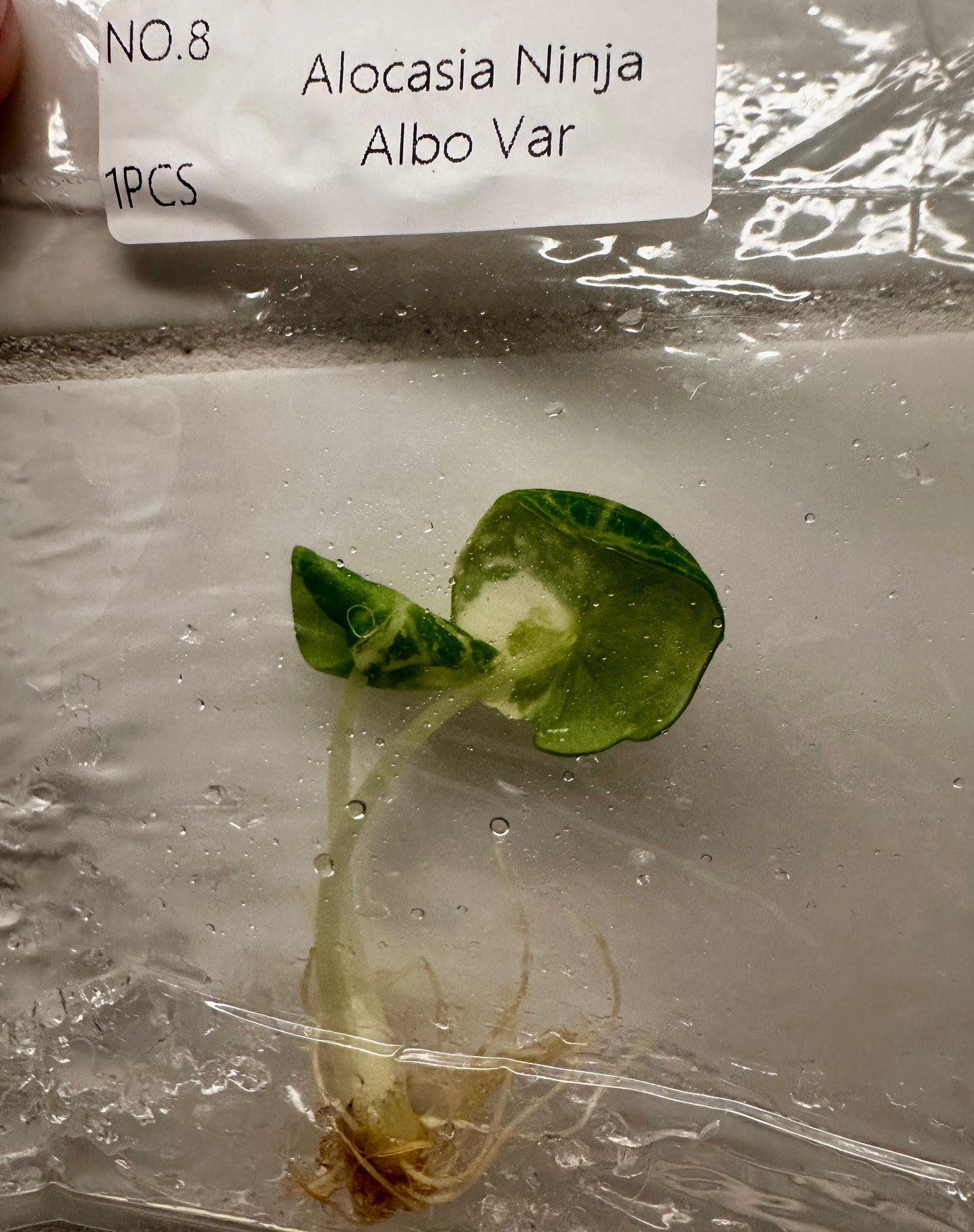 Alocasia Ninja Albo Tissue Culture