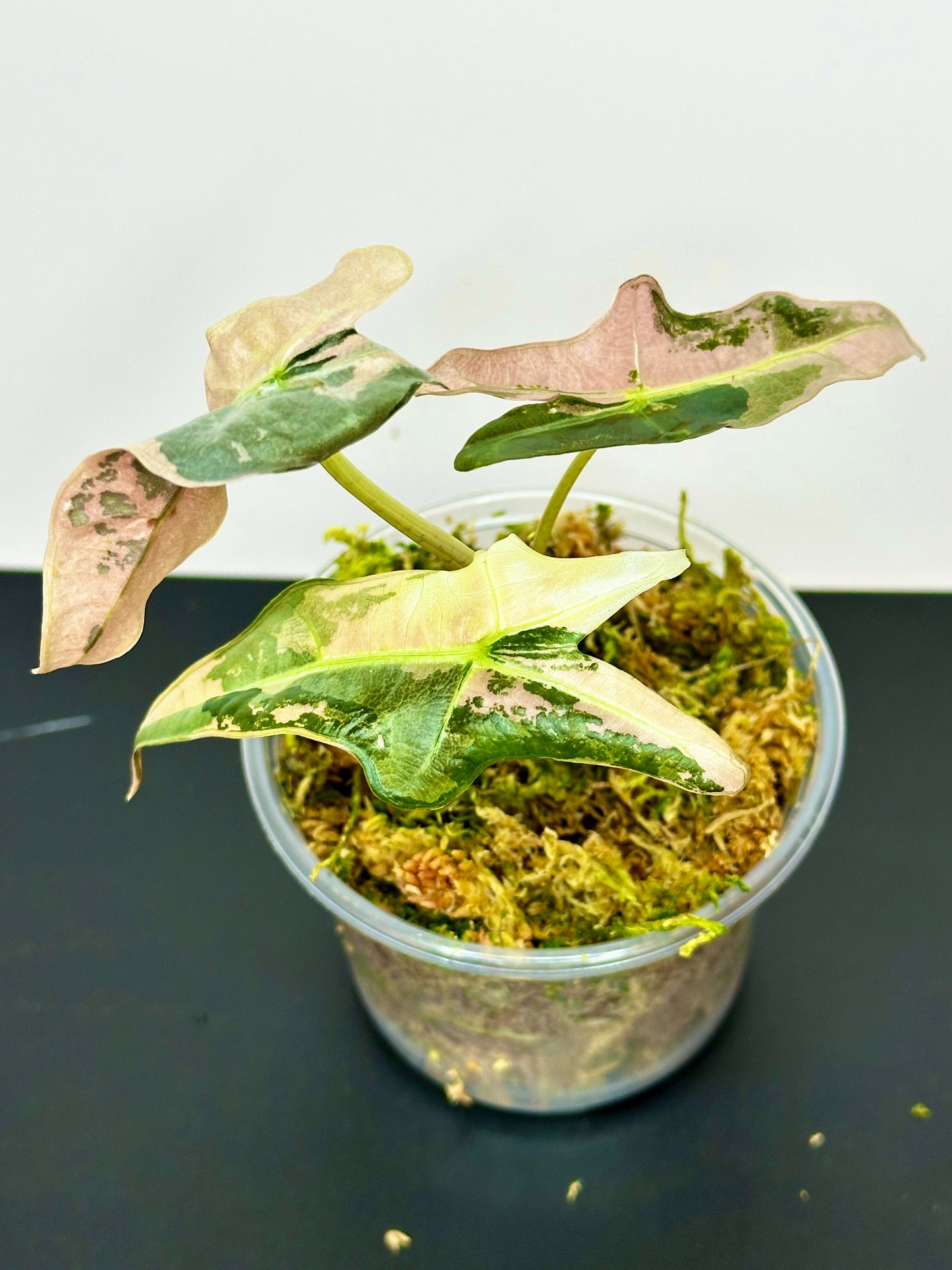 Alocasia Pink Nobilis