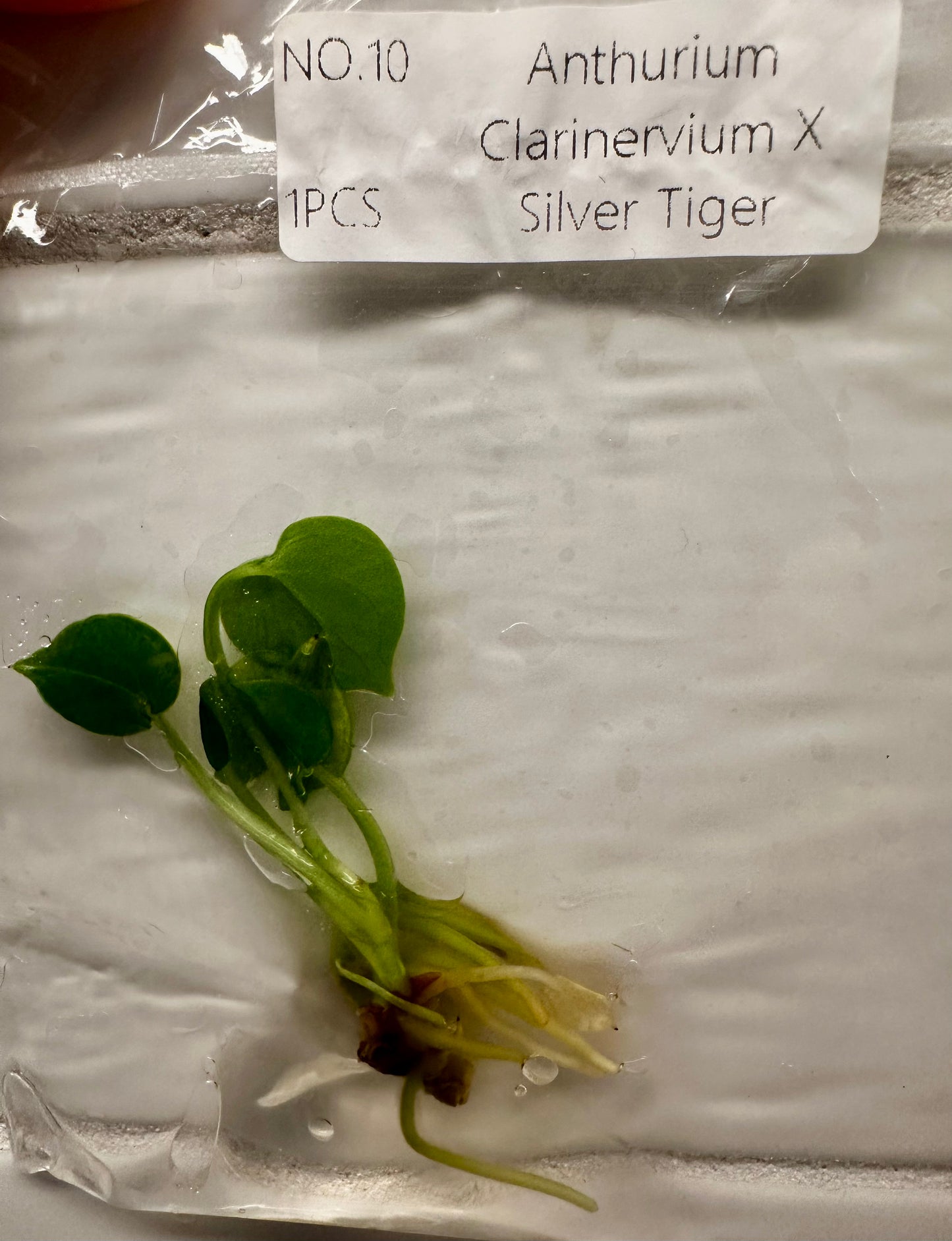 Anthurium Clarinervium x Silver Tiger Tissue Culture