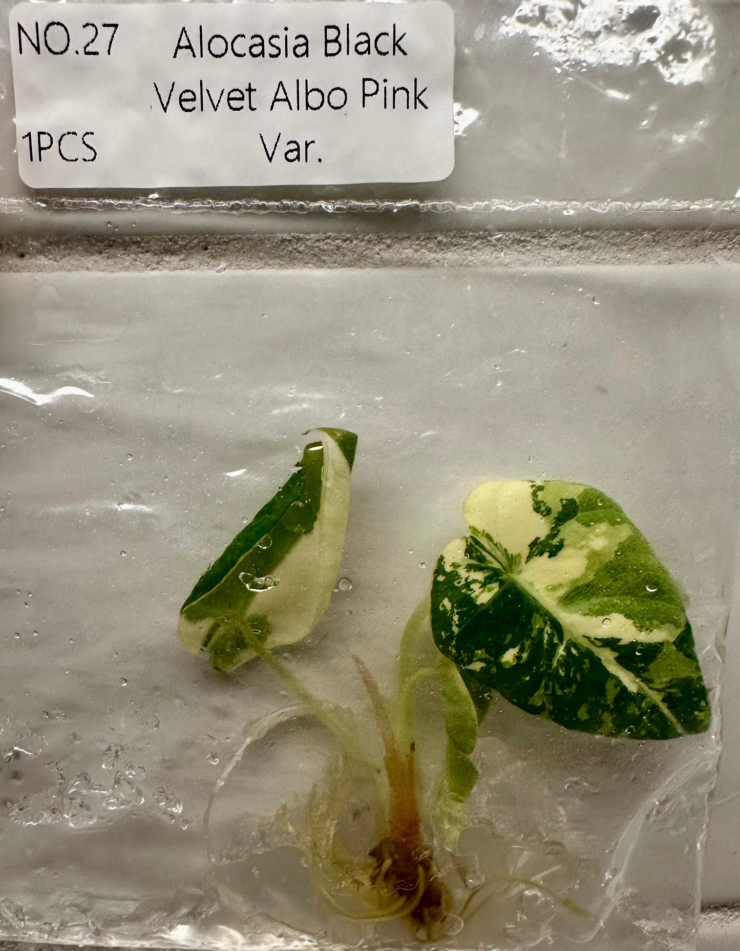 Alocasia Black Velvet Albo Pink Tissue Culture