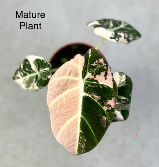 Alocasia Black Velvet Albo Pink Tissue Culture