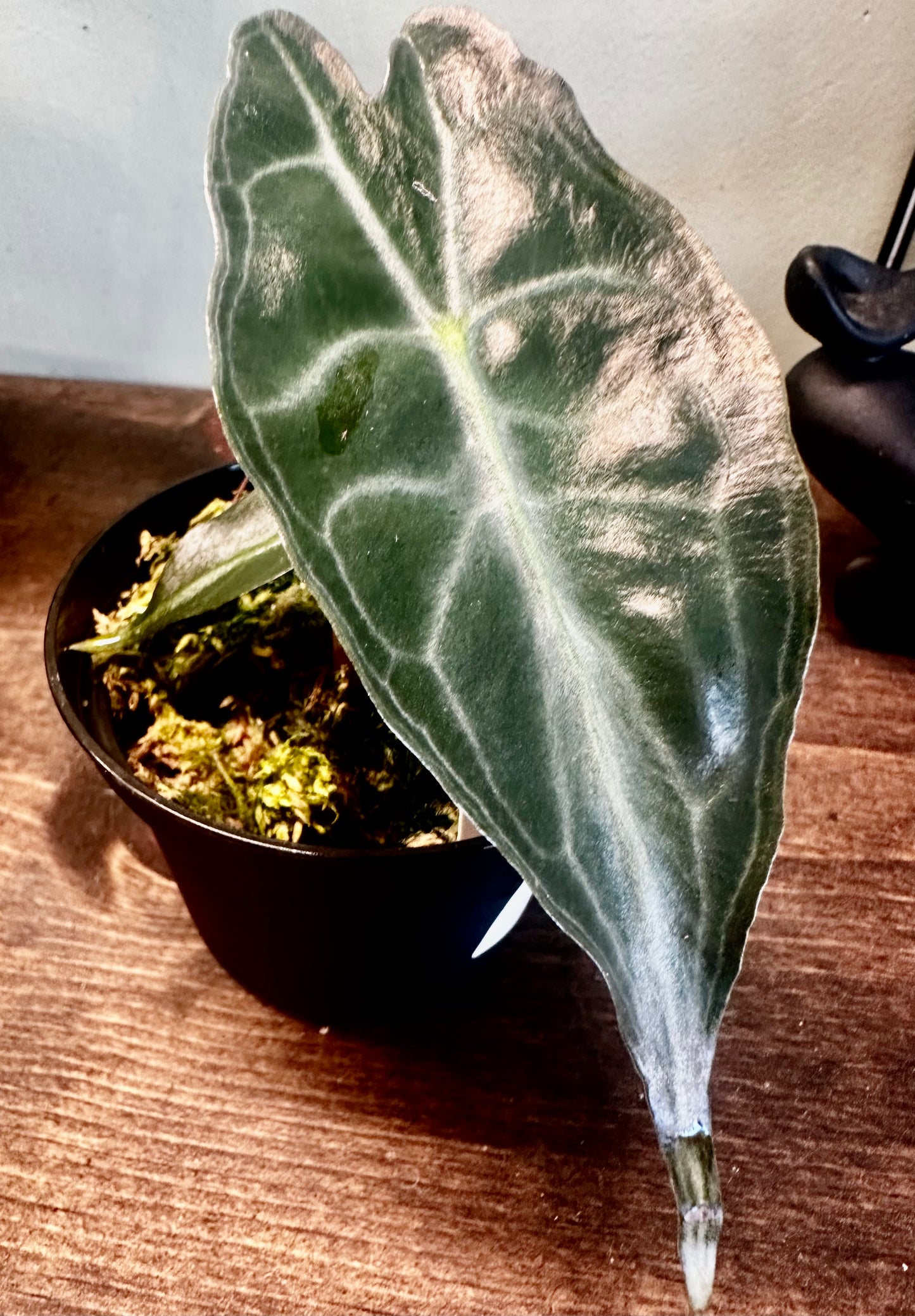 Alocasia Venom