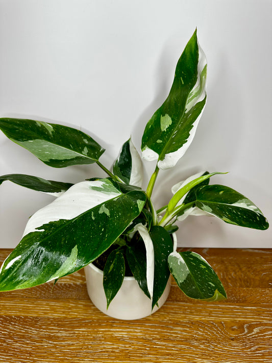 Philodendron White Wizard