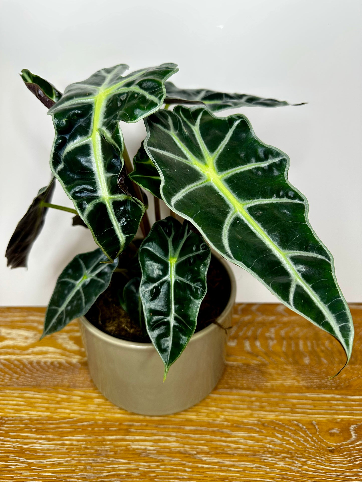 Alocasia Polly