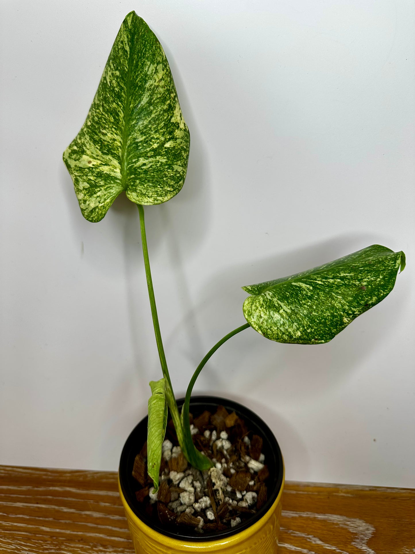 Monstera Green Snow